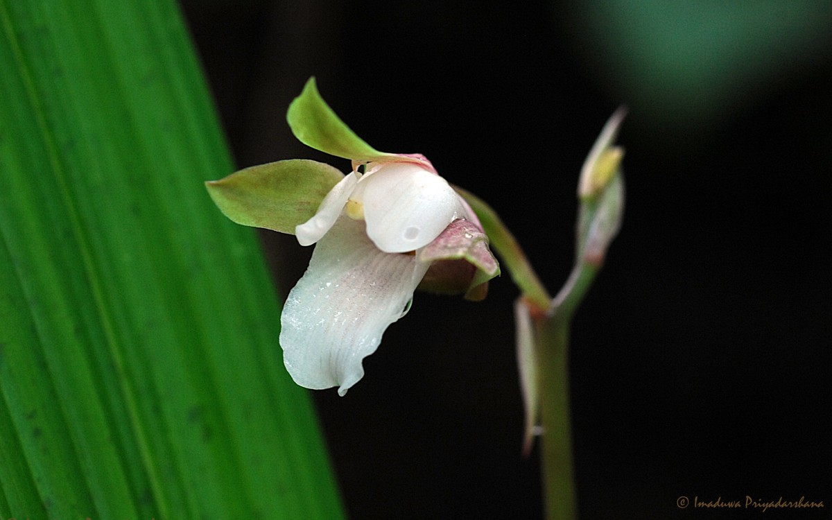 Eulophia nuda Lindl.